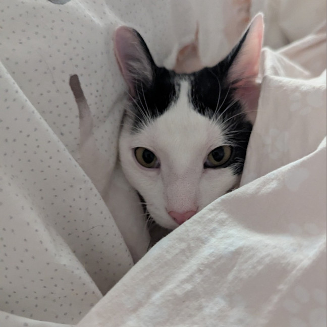 Photo of Ferris