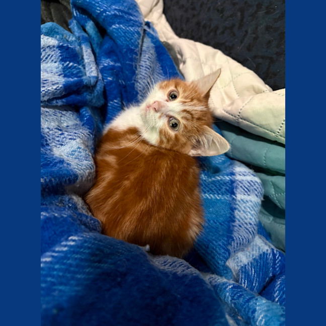 Photo of Dave **2nd Chance Cat Rescue**