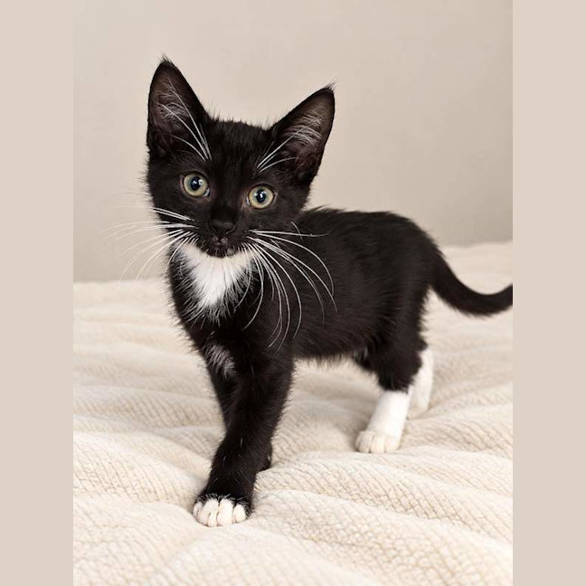 Photo of Coco