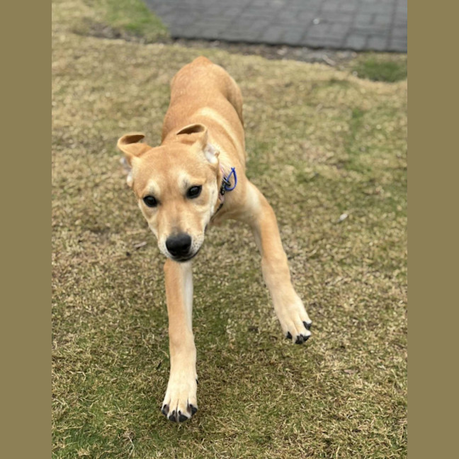 Photo of Kelly   5 Month Old Ridgeback X
