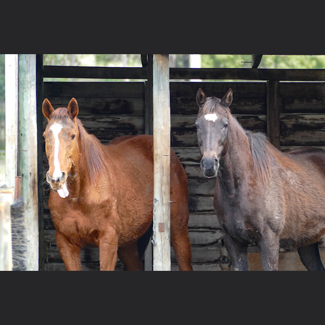 Photo of Ginger (Montville Lass)