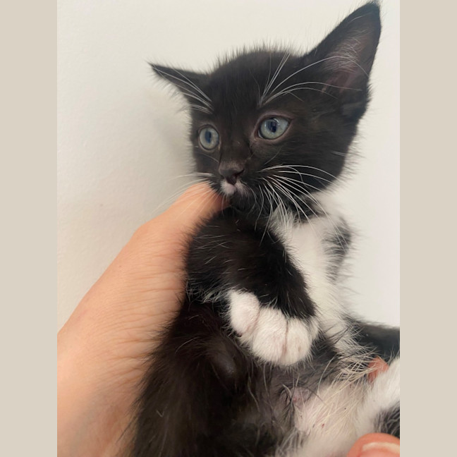 Photo of C1399 Clark