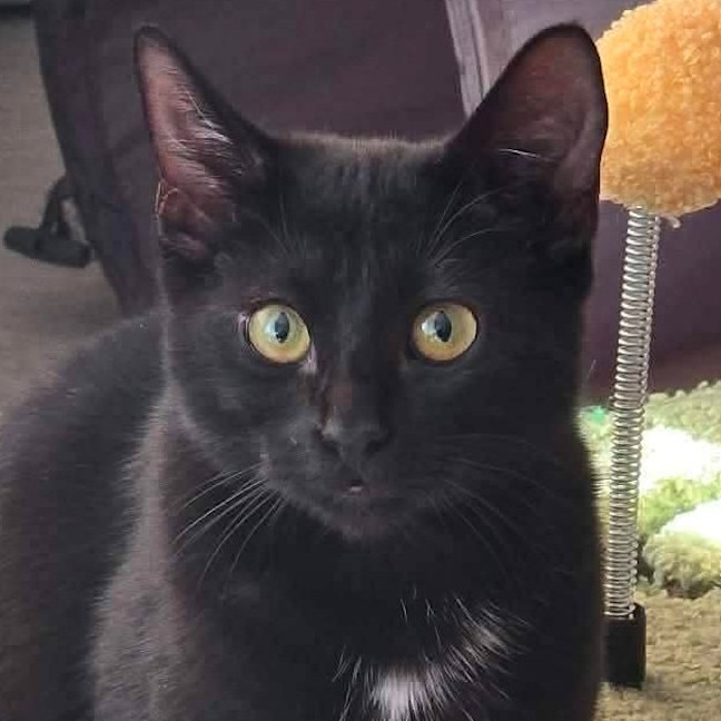 Photo of Bugsy