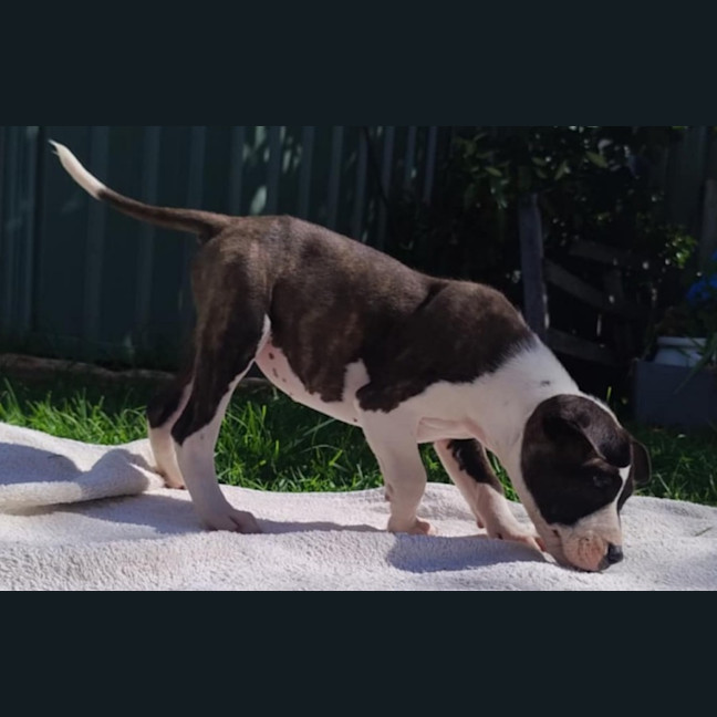 Photo of Tina🥇12 Week Old Staffy X Ridgeback Puppy