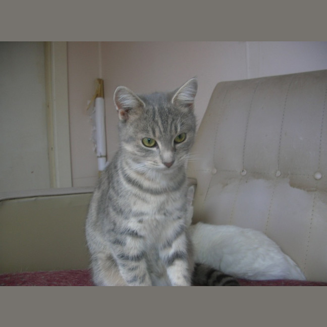 Photo of Hana   Located In Clayton