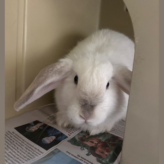 Photo of Queen Eliza Bun  Meet Me @ Petstock Double Bay! 