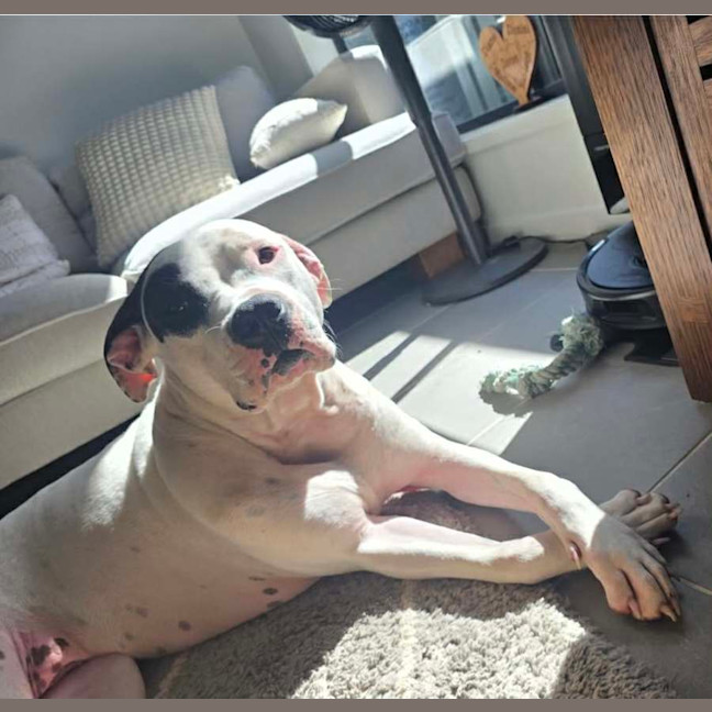 Photo of Sarge