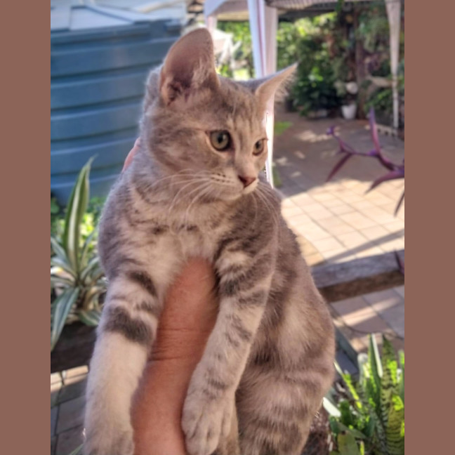 Photo of Dancer 🦌