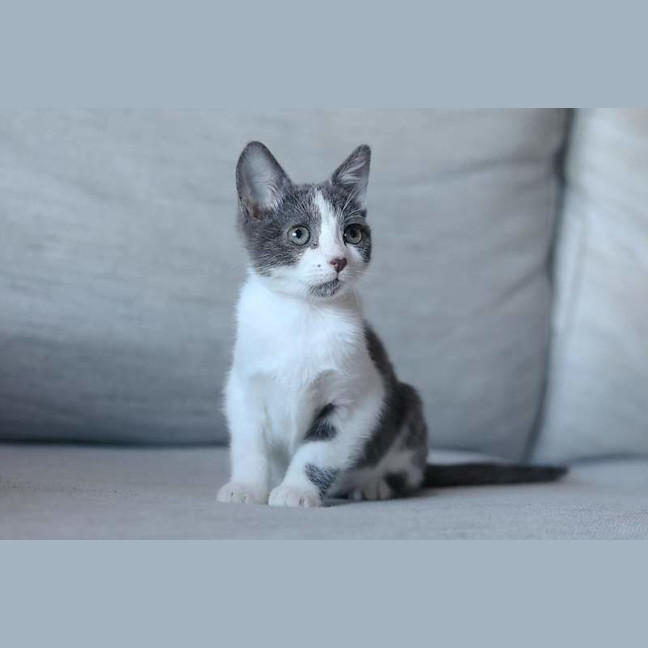 Photo of Smidge