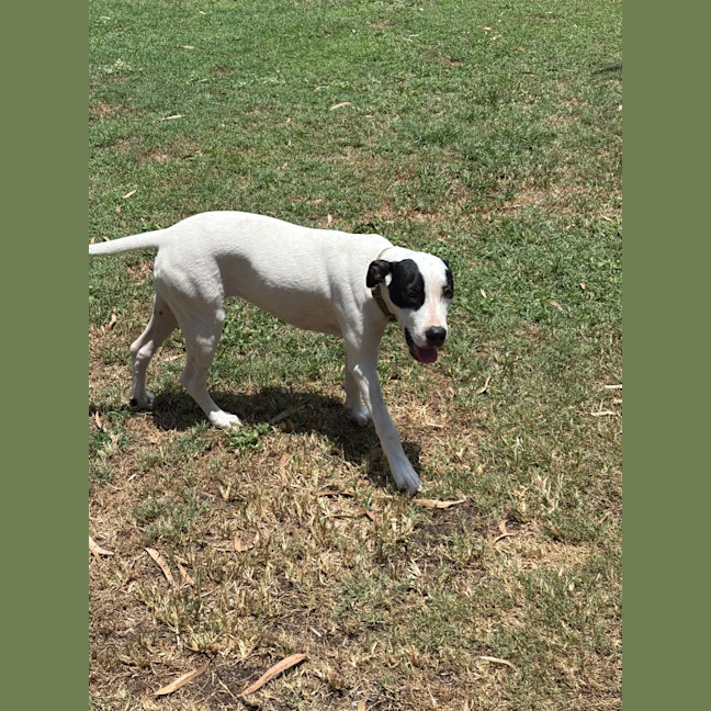 Photo of Lolly (P15)