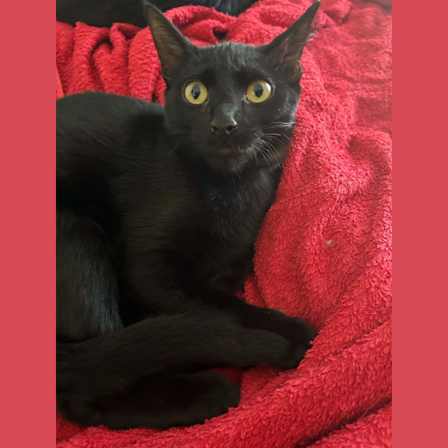 Photo of Grinch