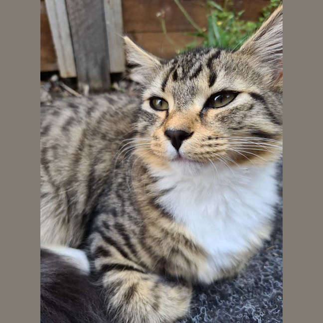 Photo of Twinkle Tail