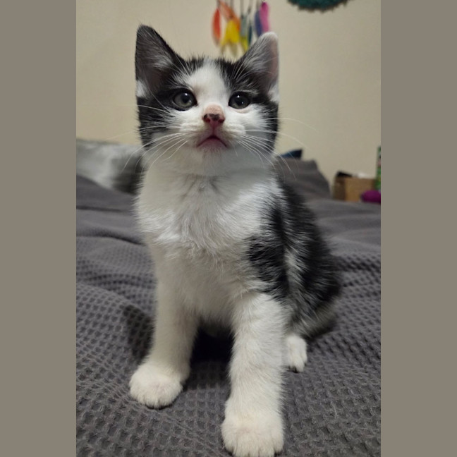 Photo of Kitkat