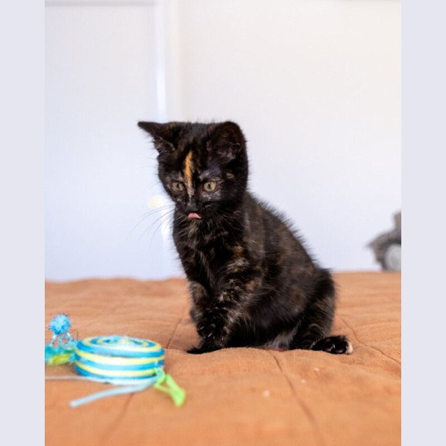 Photo of Tilly