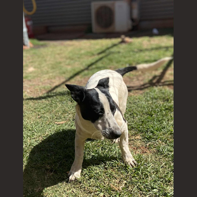Photo of Smudge