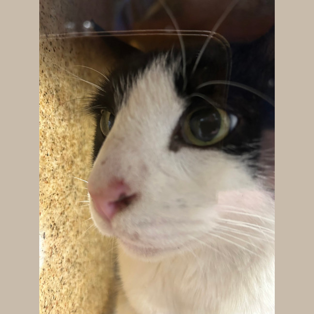 Photo of Patch