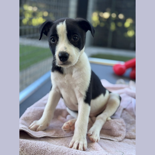 Photo of D1223 Lloyd