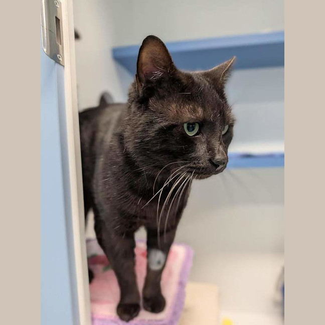 Photo of Onyx