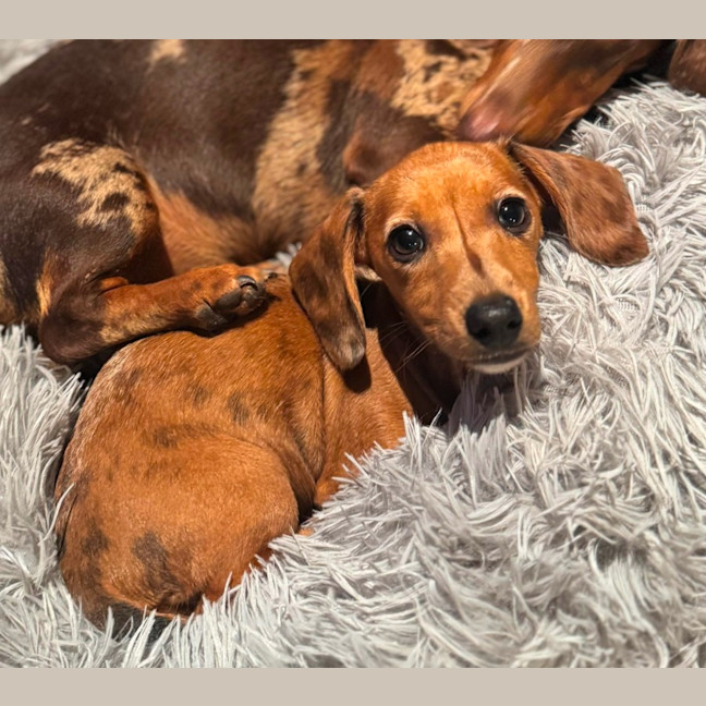 Photo of Peanut