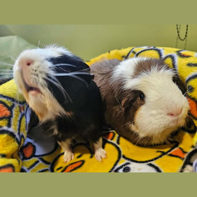 Photo of Delilah & Ella