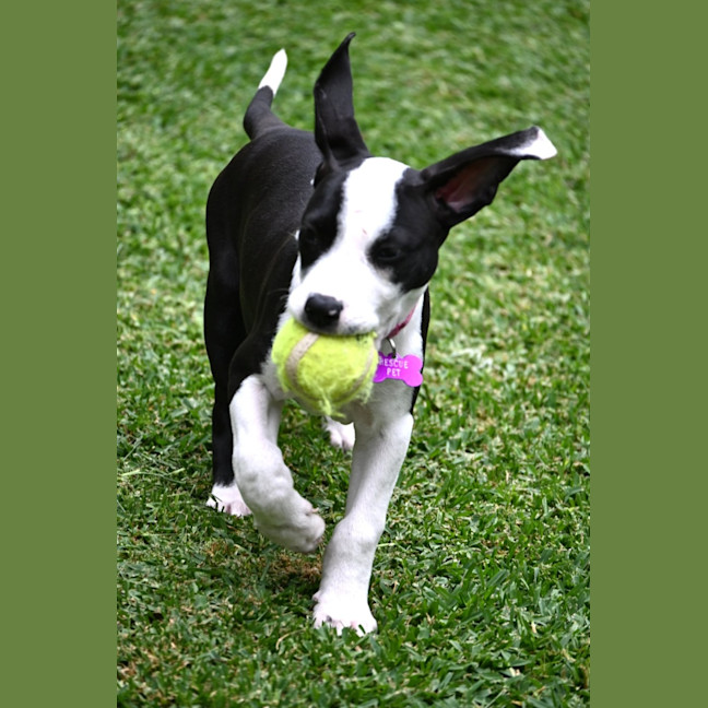 Photo of Cleo