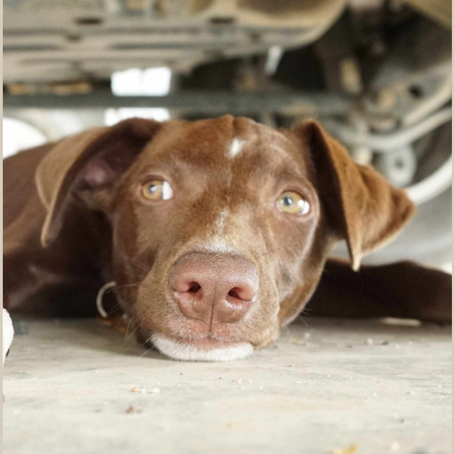 Photo of Scotch