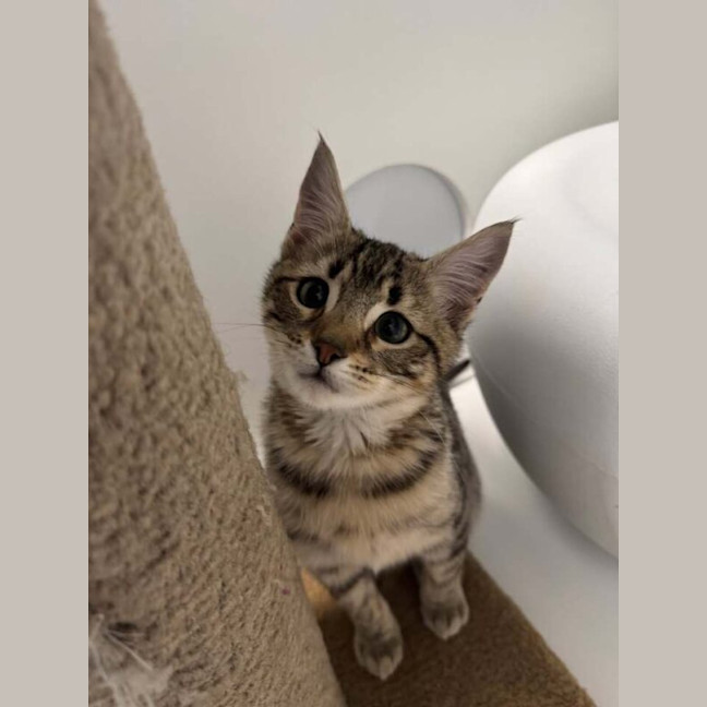 Photo of Tez Nee Sammy