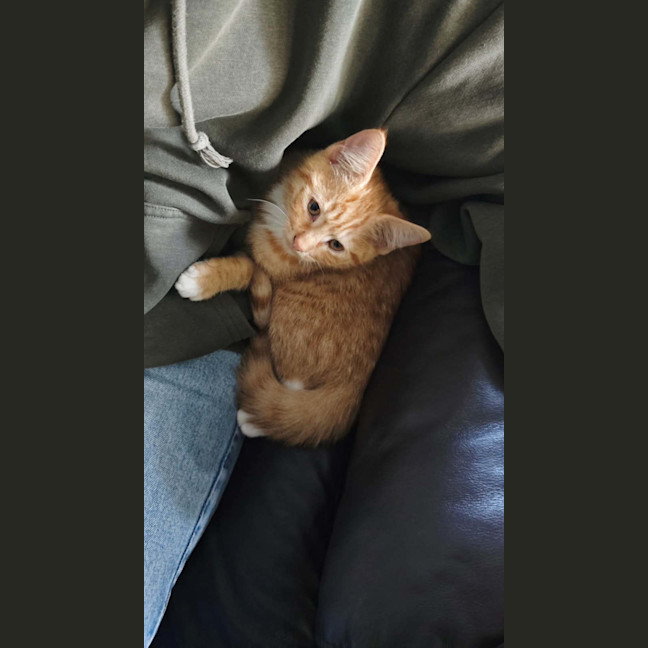 Photo of Donald Meet Me@Petstock Keysbourough Store