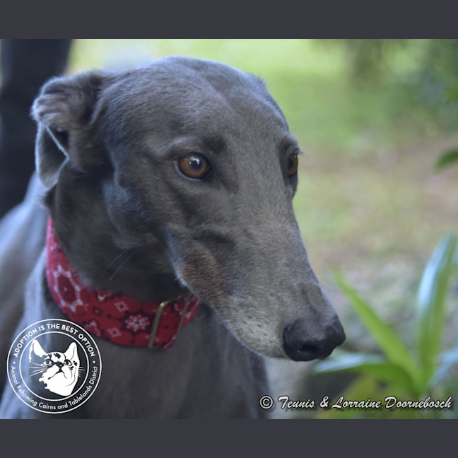 Photo of Sara (No Billy Tea)