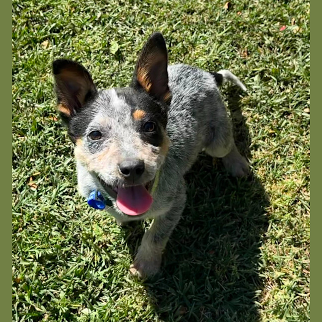 Photo of Dixie   13 Week Old Cattle Dog