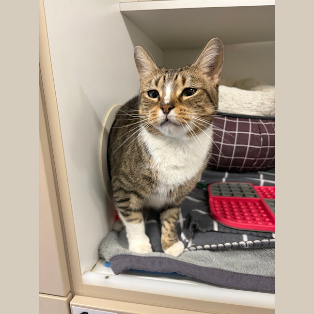 Photo of Socks