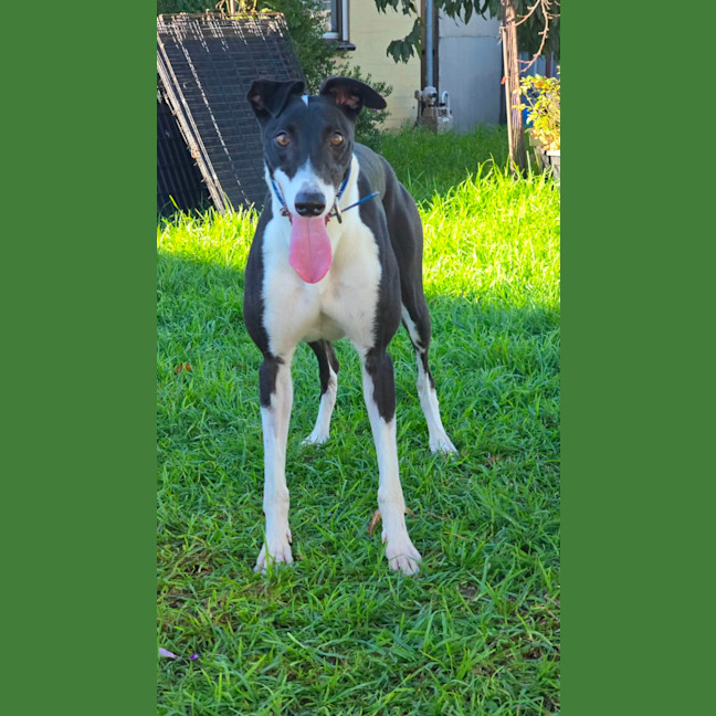 Photo of Dot