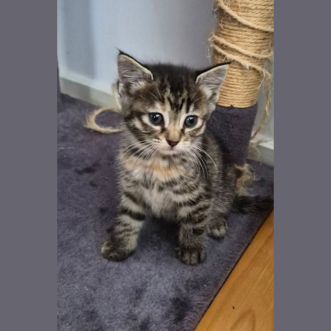 Photo of Maple