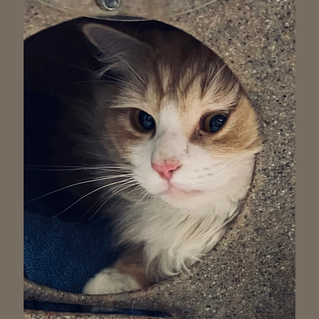 Photo of David Meowie