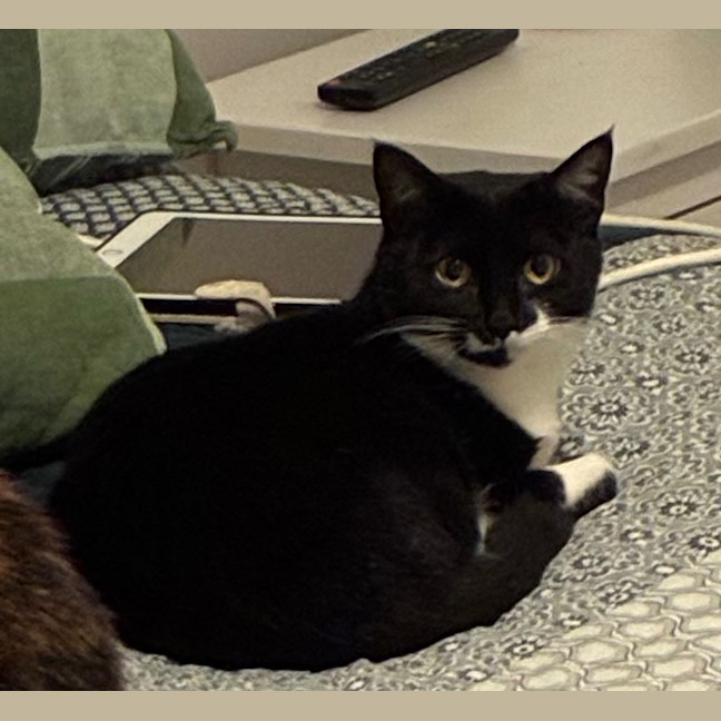 Photo of Baloo