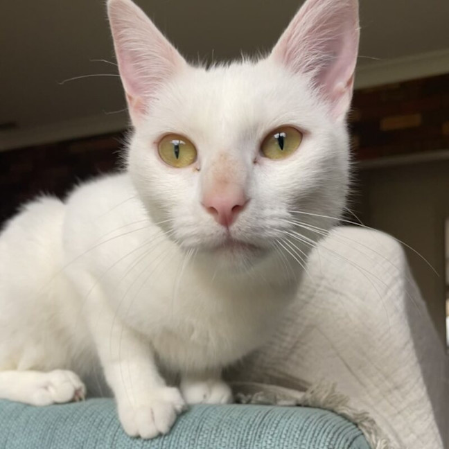 Photo of Belle