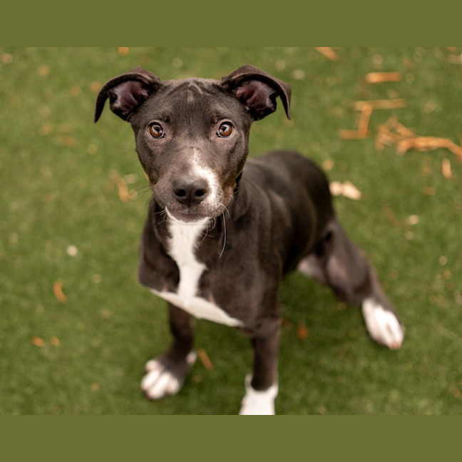 Photo of Ivy Imp 630