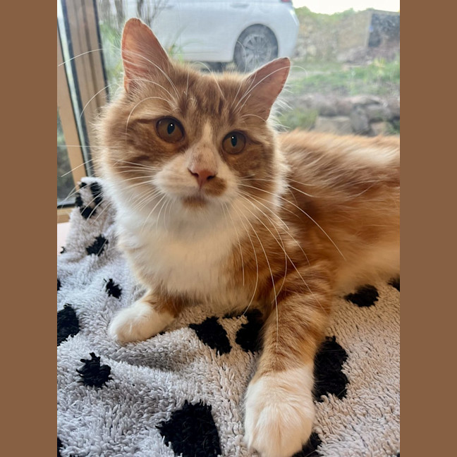 Photo of Jerry   Now At Pet Quarters Morisset