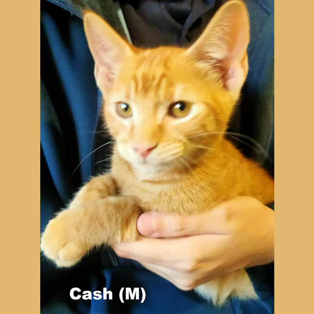 Photo of Cash