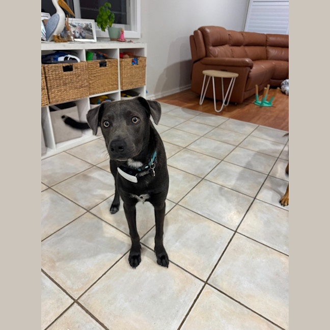 Photo of Max   1 Year Old Kelpie X