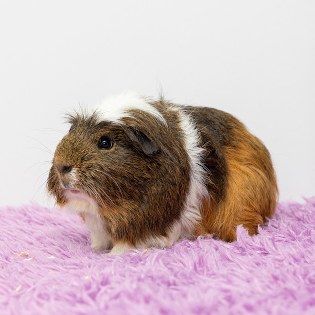 Photo of Indigo Berry