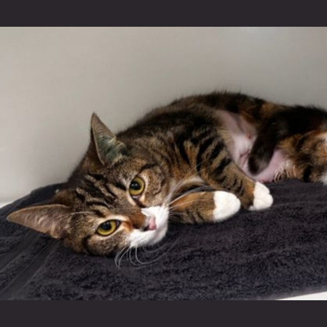 Photo of Plum