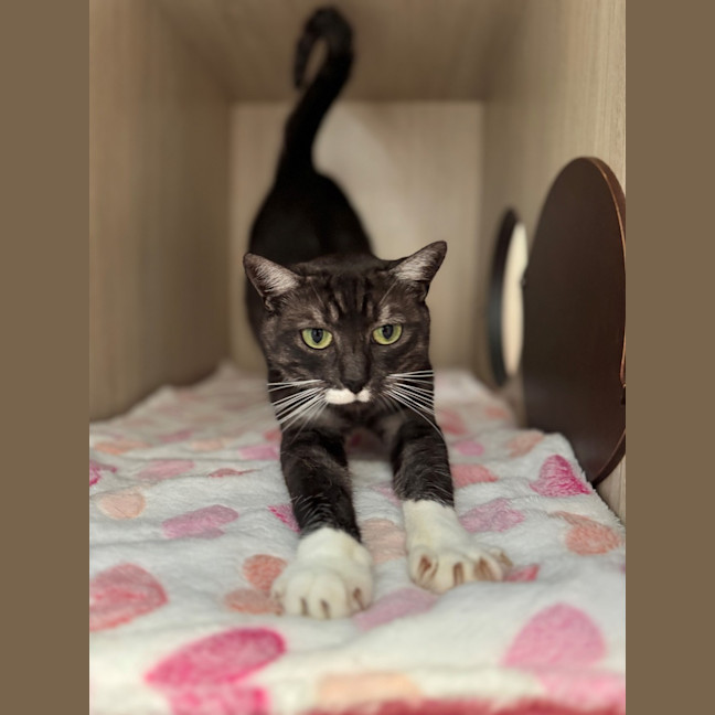 Photo of C1534 Stormi