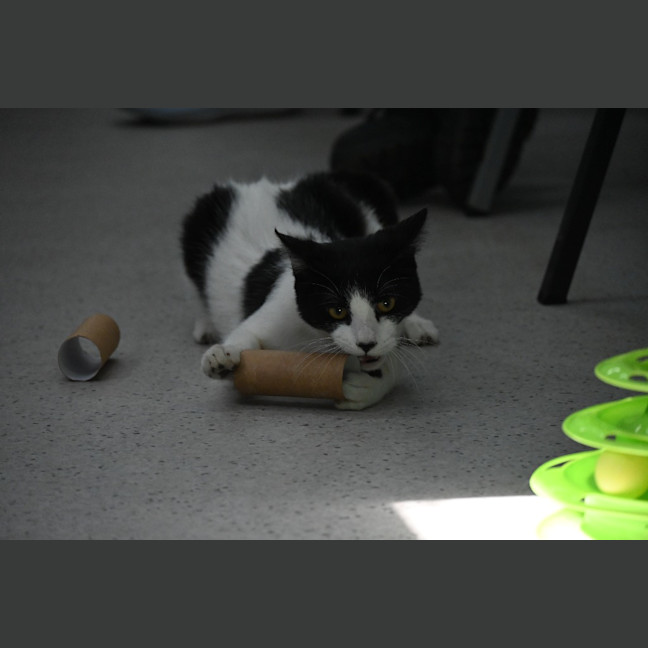 Photo of Stitch
