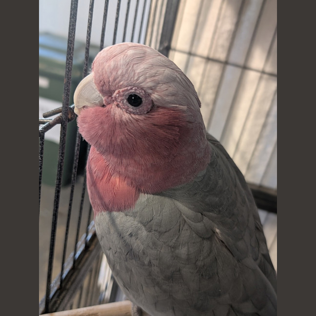 Photo of Pinky Blinky