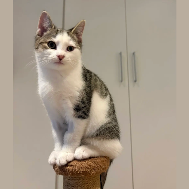 Photo of Chester