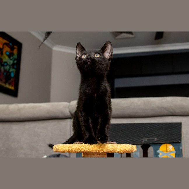 Photo of Kiwi
