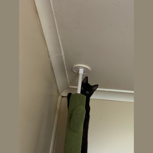 Photo of Onyx