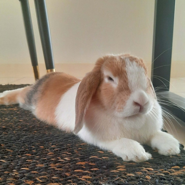 Photo of Ava