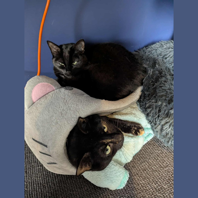 Photo of Amy & Declan